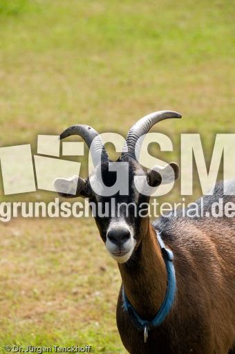 Ziege (16 von 17).jpg